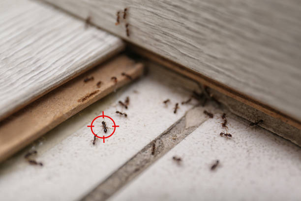 Best Termite Control Services  in West Burlington, IA