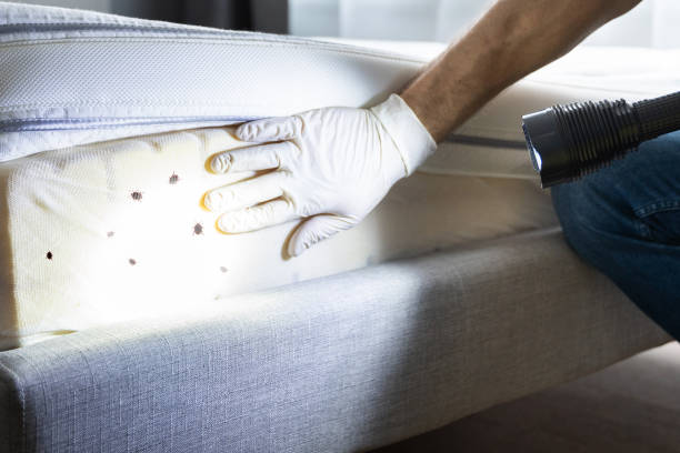Flea Control Services in West Burlington, IA