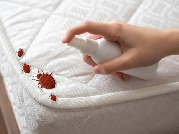 Reliable West Burlington, IA Pest Control Solutions
