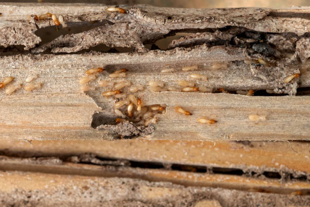 Best Affordable Pest Control Services  in West Burlington, IA